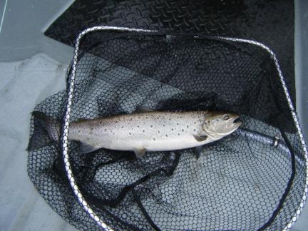 2012-fish-0011.jpg