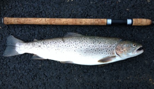 Clyde Seatrout (B) 29-7-14