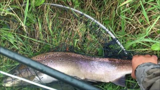 11 September, Eric McDonald reports……. ‘A coloured fish about 7lbs. Caught today below bridge at Ballochruin Farm. Returned to fight another day!’