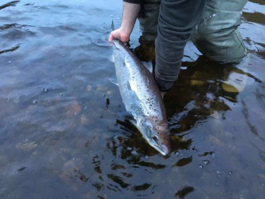 Skimmer fish