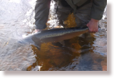 Releasing a salmon