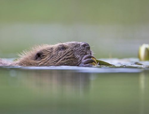 Anglers fear for salmon if beavers brought to Loch Lomond (Glasgow Herald 17th Dec. 2022)