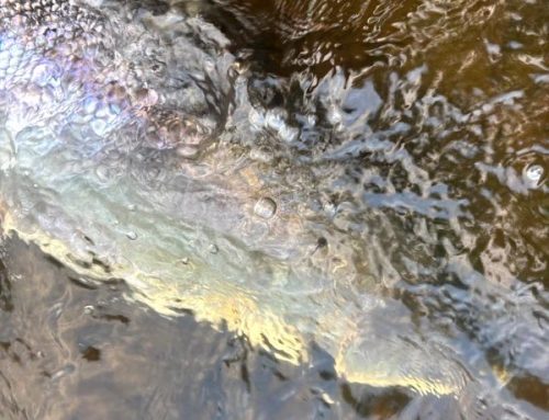 Lomond System News – 28th May 2025