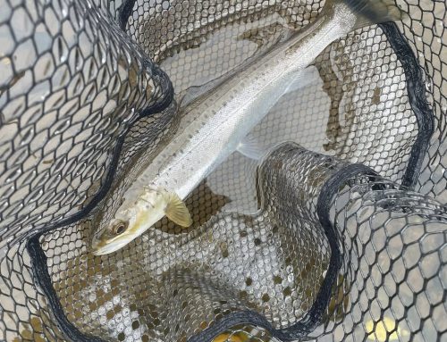 Lomond System News – The 2026 Season has arrived!