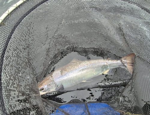 Lomond System News – 9th June 2026
